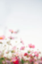 tomoko-uji-Oq6Mdb4o6vA-unsplash.jpg