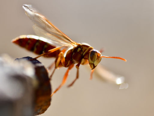 Conseils après une piqûre de frelon